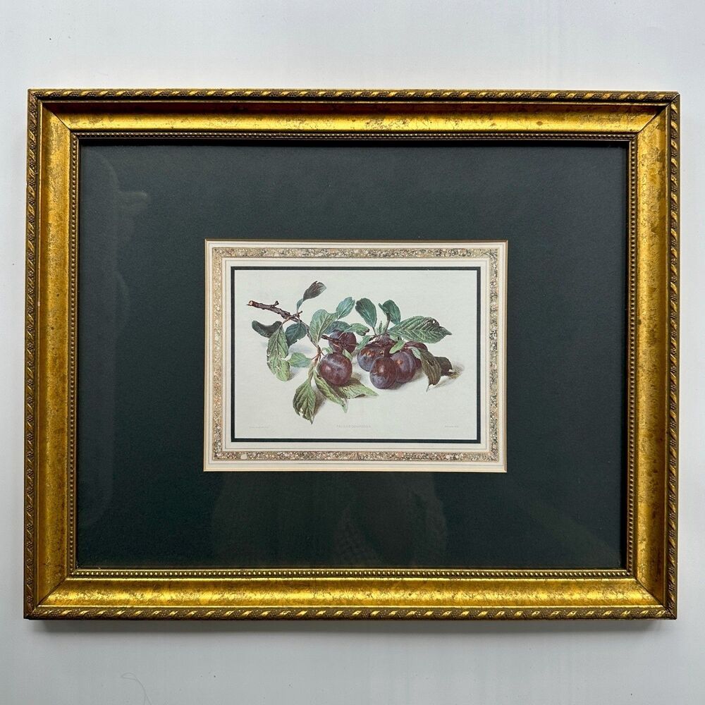Vintage Carlos von Riefel Prunus Domestica Double Mat Gold Framed Print